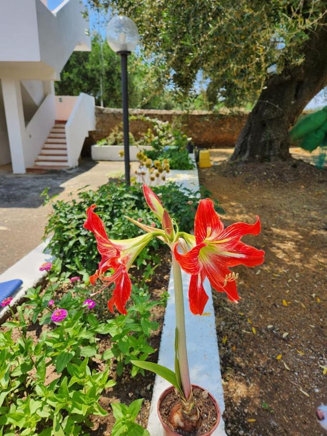 Casa Vacanza Maria Antonieta 마리나디카메로타 외부 사진